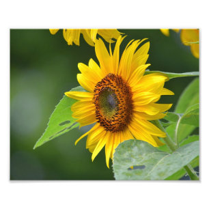 Impresión de fotos de girasol