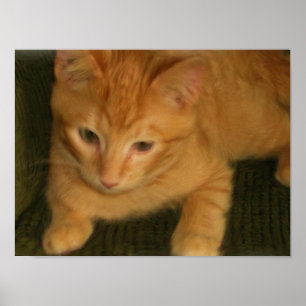 Impresión de fotos de Kitty