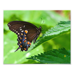 Impresión de fotos de mariposa