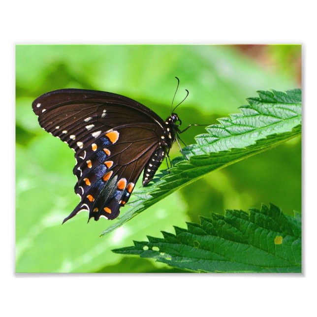 Impresión de fotos de mariposa (Frente)