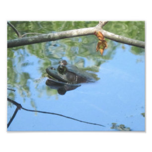 Impresión de fotos de rana