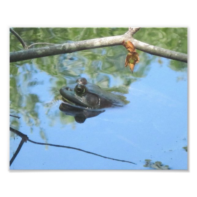 Impresión de fotos de rana (Frente)