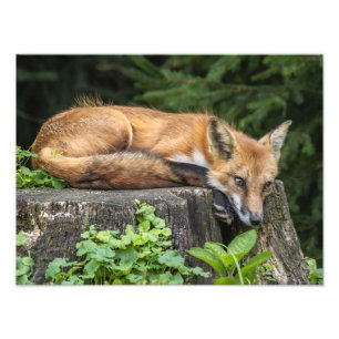 Impresión de fotos de Red Fox