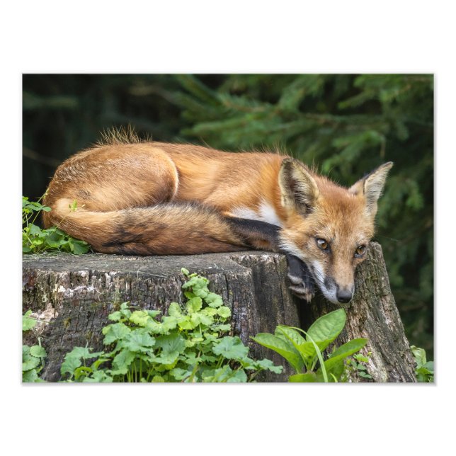Impresión de fotos de Red Fox (Frente)