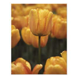 Impresión de fotos de tulipanes amarillos