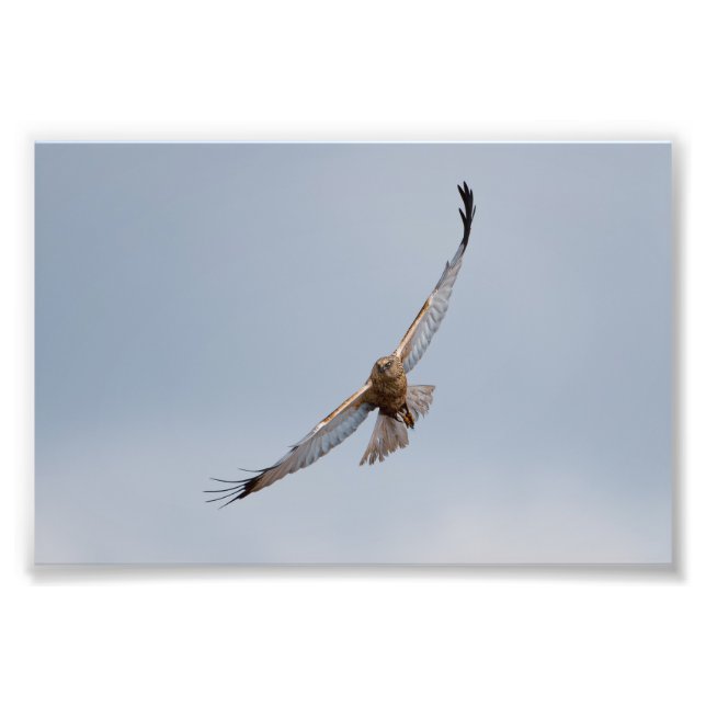 Impresión de fotos de Western Marsh Harrier (Frente)