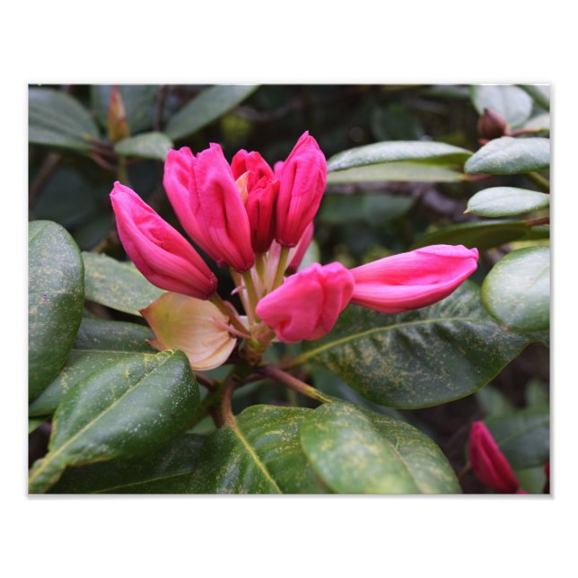 Impresión de fotos en la sangre de Rhododendron (Frente)