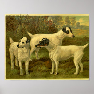 Impresión de Fox Terriers de época 1881