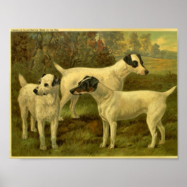 Impresión de Fox Terriers de época 1881 (Frente)