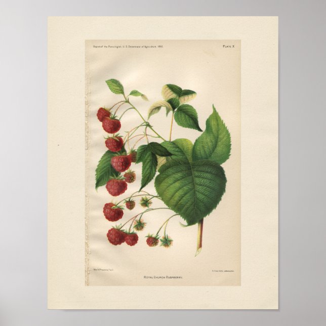 Impresión de frambuesa de vintage Royal Church (Frente)