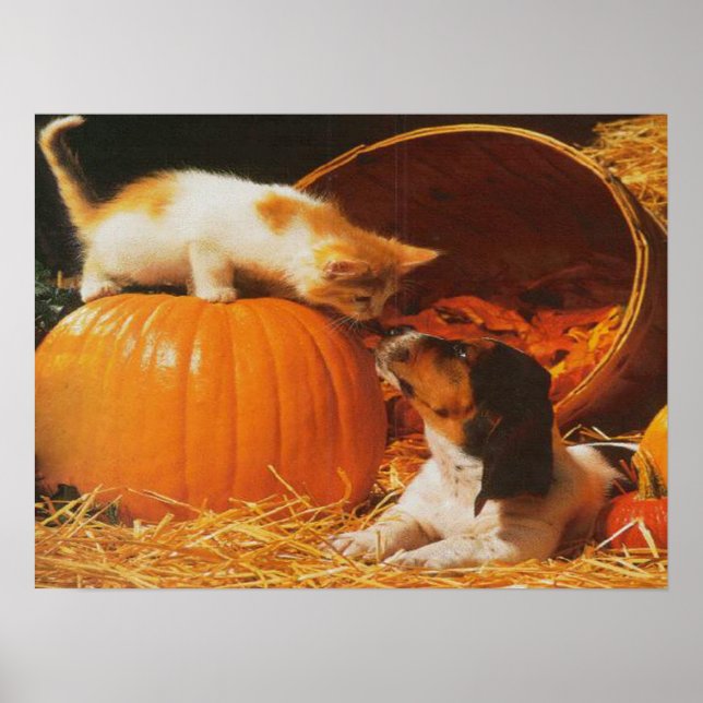 Impresión de gatitos, calabazas y cachorros (Frente)