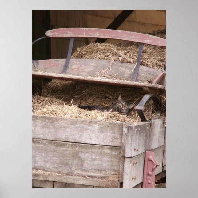Impresión de gato en Hay Wagon (Frente)