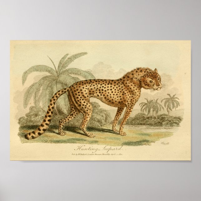 Impresión de gato grande de historia natural de le (Frente)