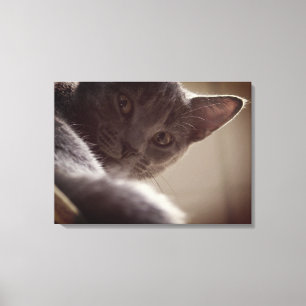Impresión de "Gato gris" en lienzo estirado