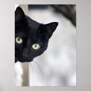 Impresión de gato negro