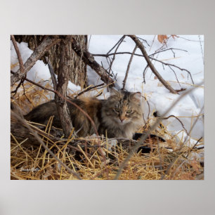Impresión de gato salvaje de bosque invernal