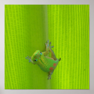 Impresión de gecko