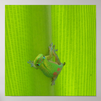 Impresión de gecko