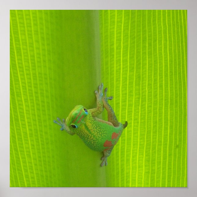 Impresión de gecko (Frente)