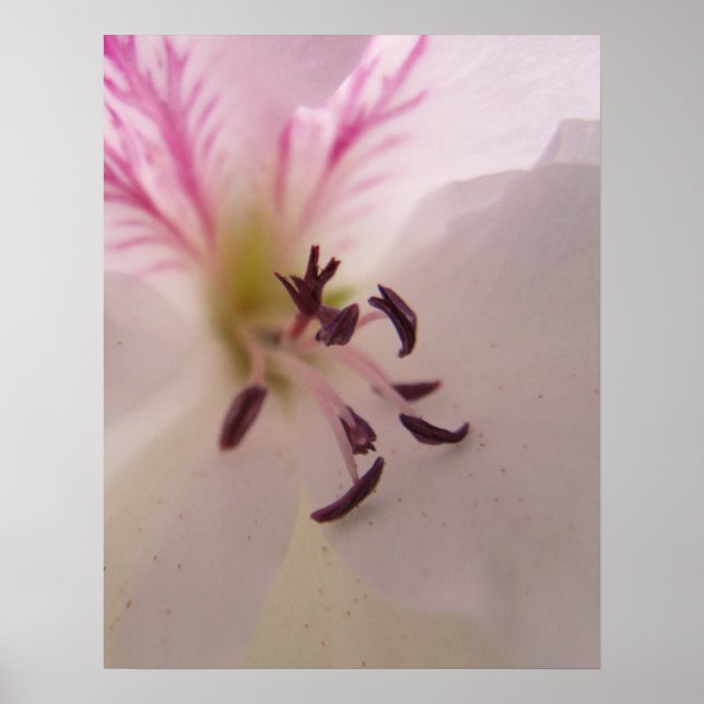 Impresión de geranio (Frente)