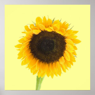 Impresión de girasol