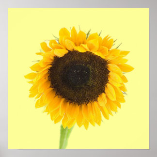 Impresión de girasol