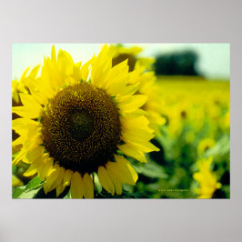 Impresión de girasol