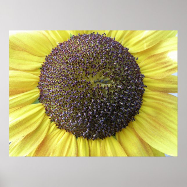 Impresión de girasol amarillo (Frente)
