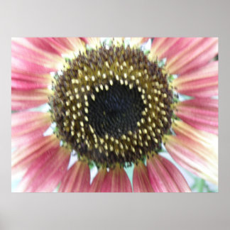 Impresión de girasol rosa de bonito