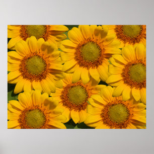 Impresión de girasoles
