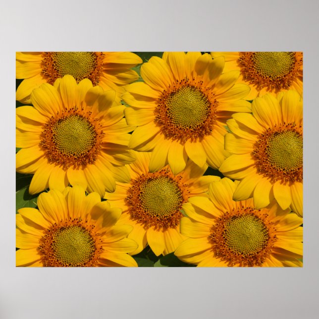Impresión de girasoles (Frente)