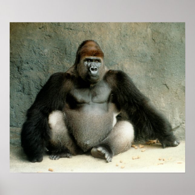 Impresión de gorila de Silverback (Frente)
