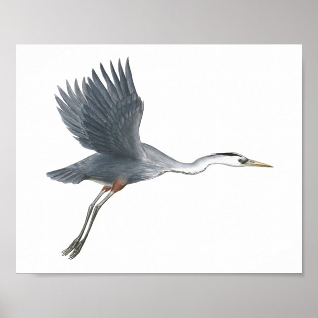 Impresión de gran garza azul despegando Bella Arte (Frente)