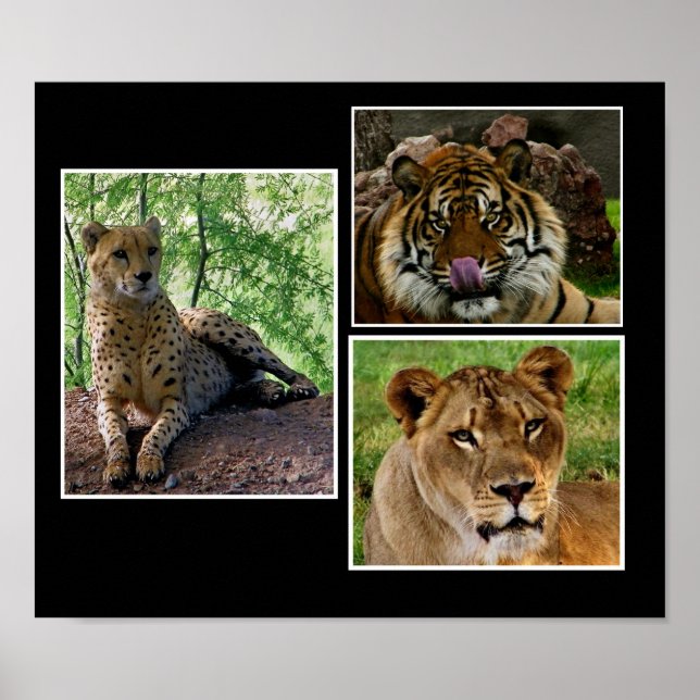 impresión de grandes gatos (Frente)