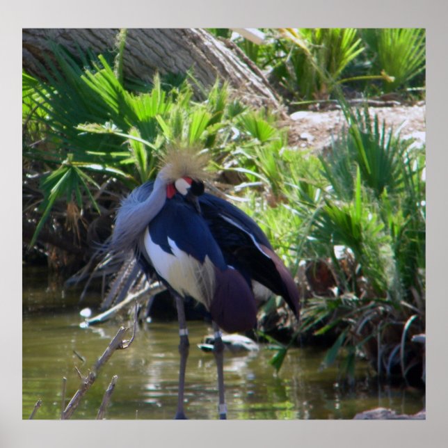 Impresión de grúas coronadas por africanos (Frente)