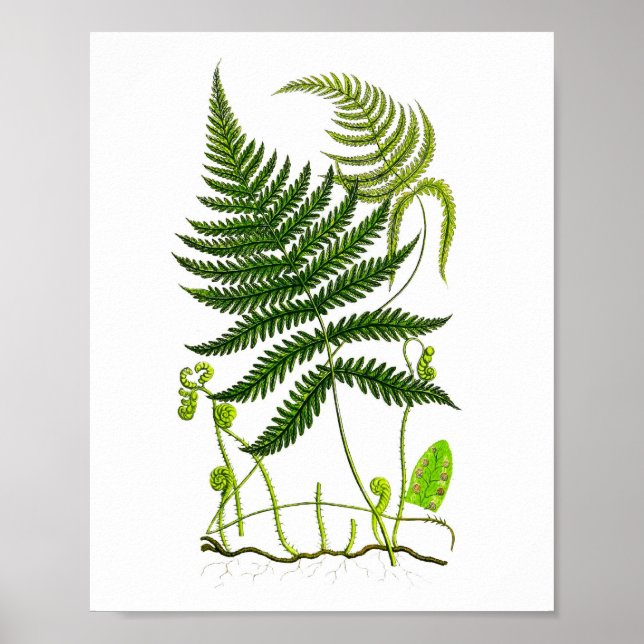 Impresión de helechos antiguos No.9 Naturaleza ver (Frente)
