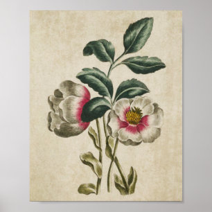 Impresión de Hellebore Floral Botánica Vintage