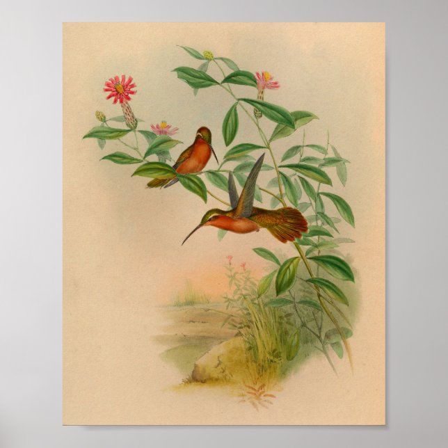 Impresión de hermit Hummingbird 1861 vintage (Frente)