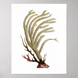 Impresión de historia natural de coral marino n.º 