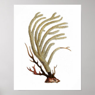 Impresión de historia natural de coral marino n.º 