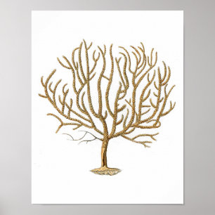 Impresión de historia natural de coral marino n.º