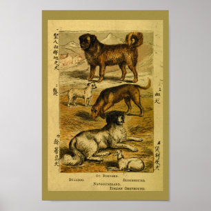 Impresión de historia natural del Bulldog de perro