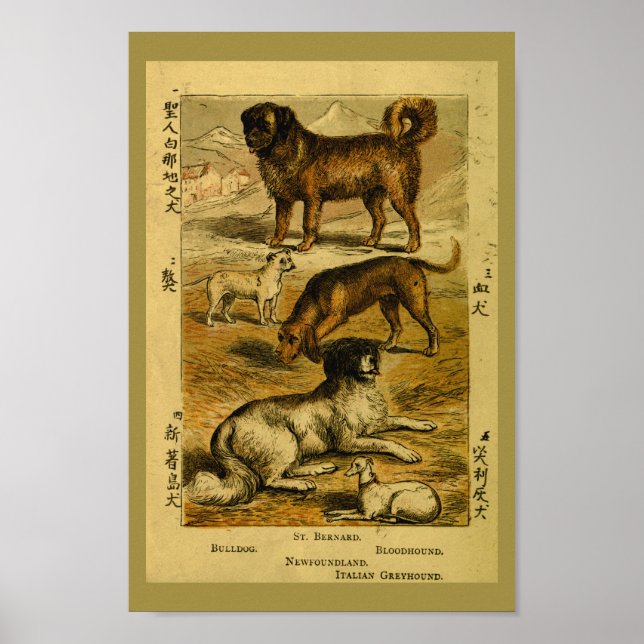 Impresión de historia natural del Bulldog de perro (Frente)