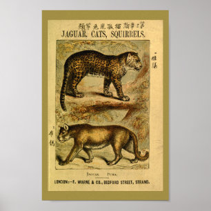 Impresión de historia natural del gato jaguar puma