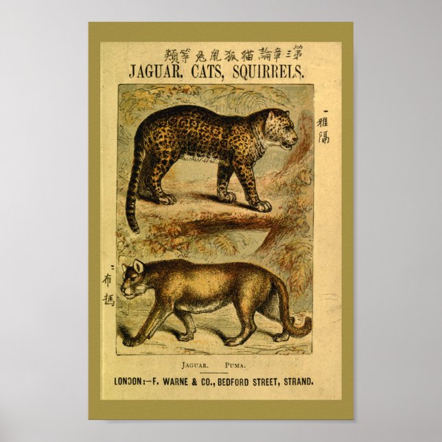 Impresión de historia natural del gato jaguar puma (Frente)