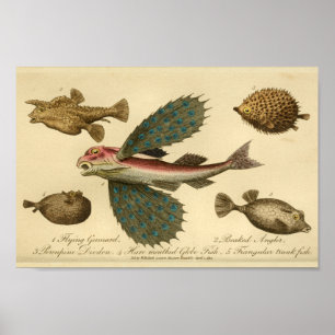 Impresión de historial natural de peces voladores 