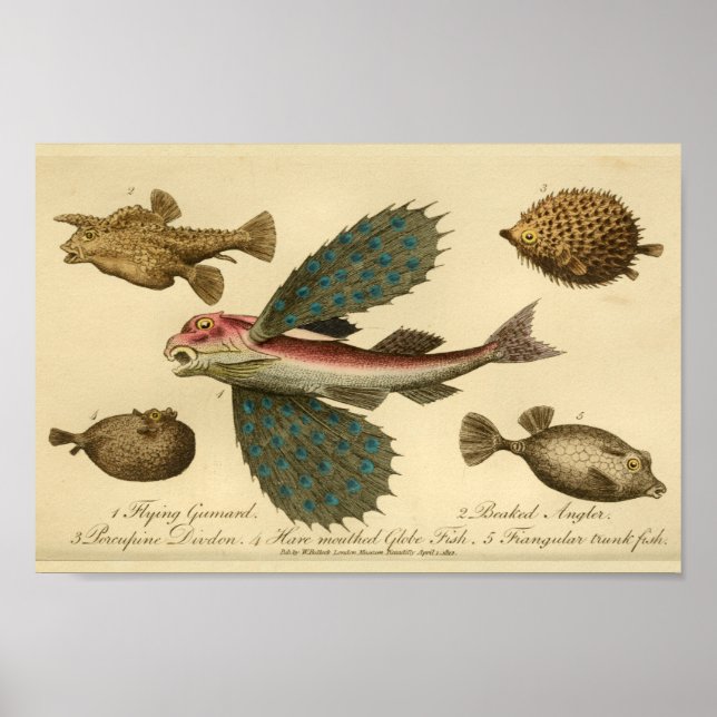 Impresión de historial natural de peces voladores  (Frente)