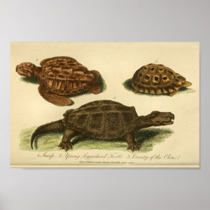 Impresión de historial natural de tortugas de époc