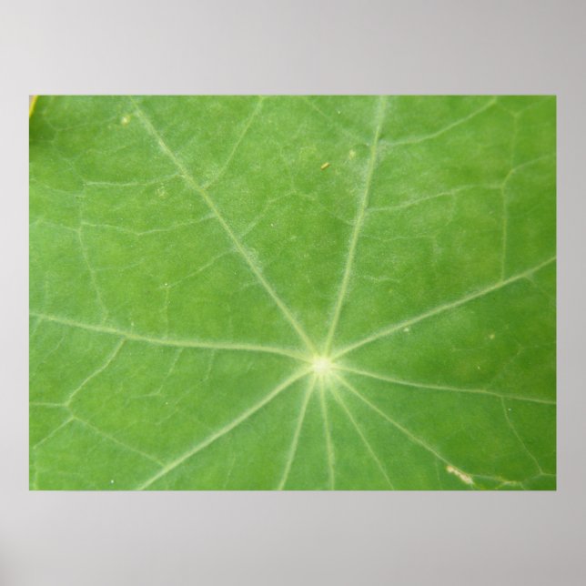 Impresión de hoja de nasturtio (Frente)