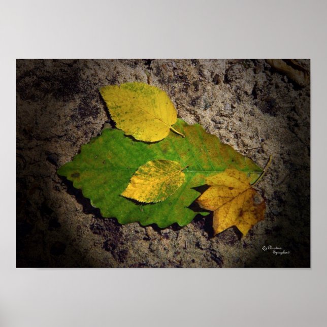 Impresión de hojas de arce de roble (Frente)